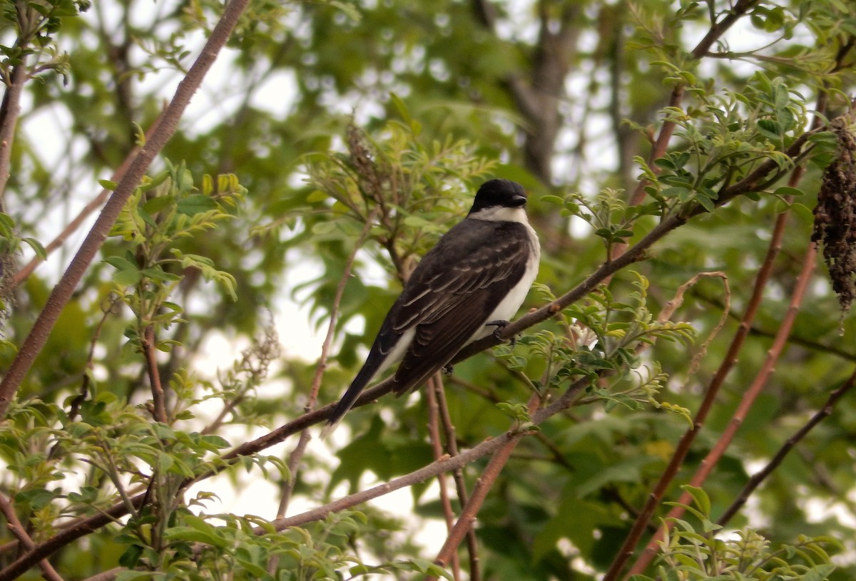 Eastern Kingbird - ML283095201