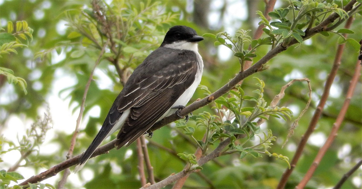 Eastern Kingbird - ML283095251