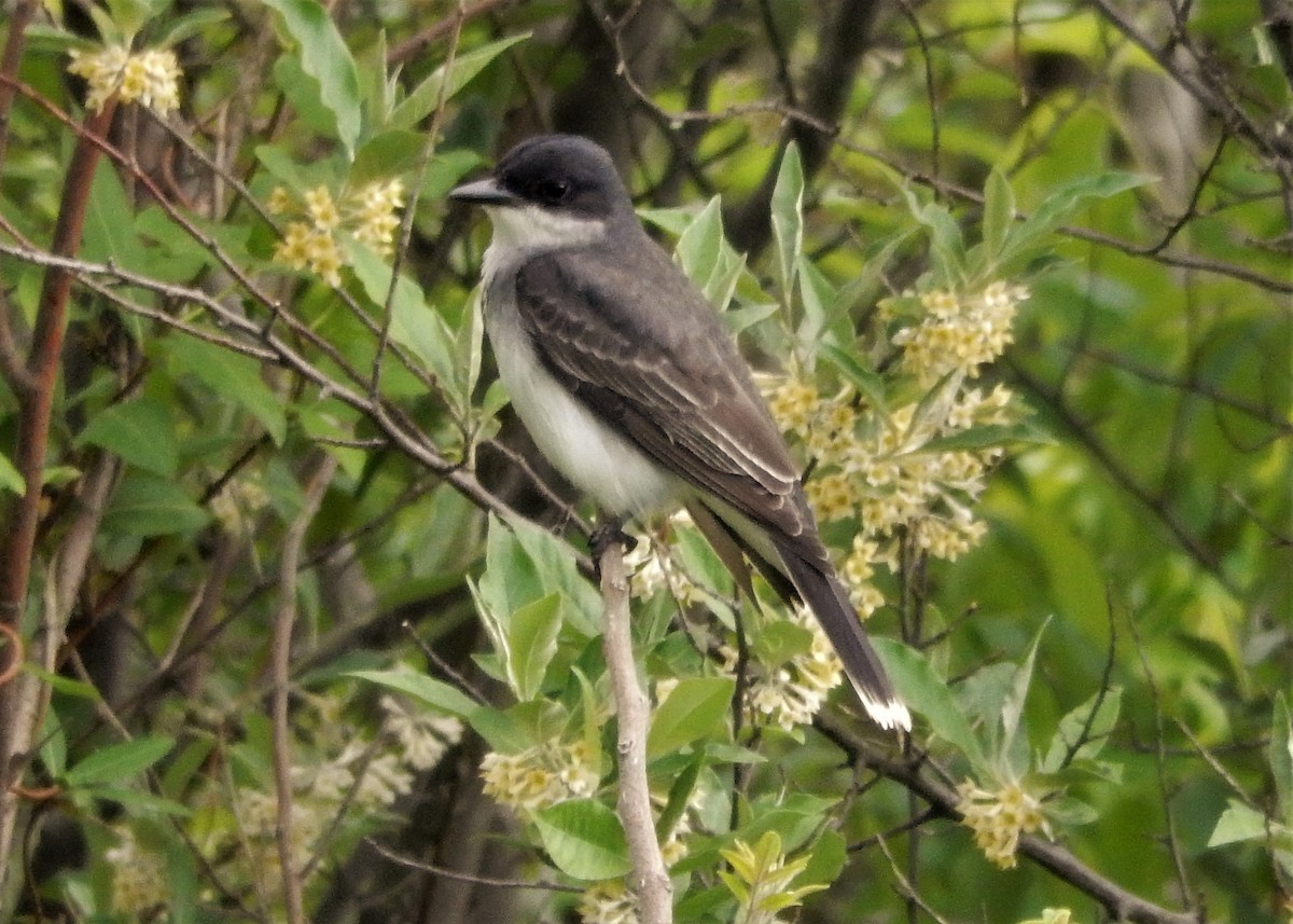 Eastern Kingbird - ML283095281