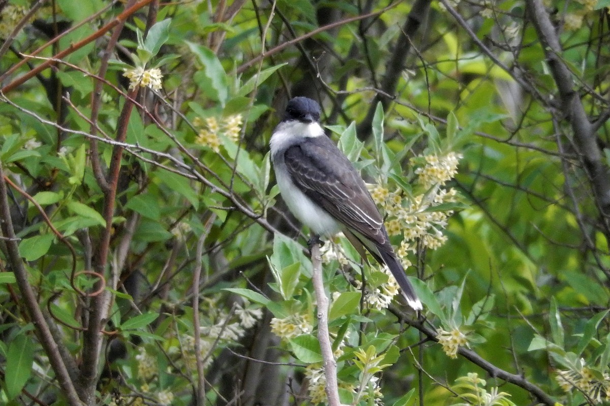 Eastern Kingbird - ML283095301