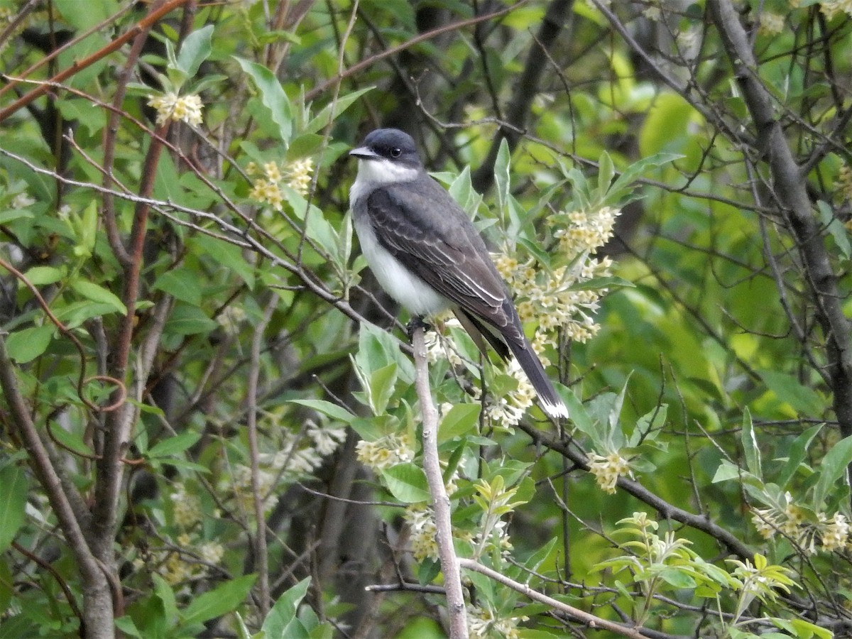 Eastern Kingbird - ML283095381