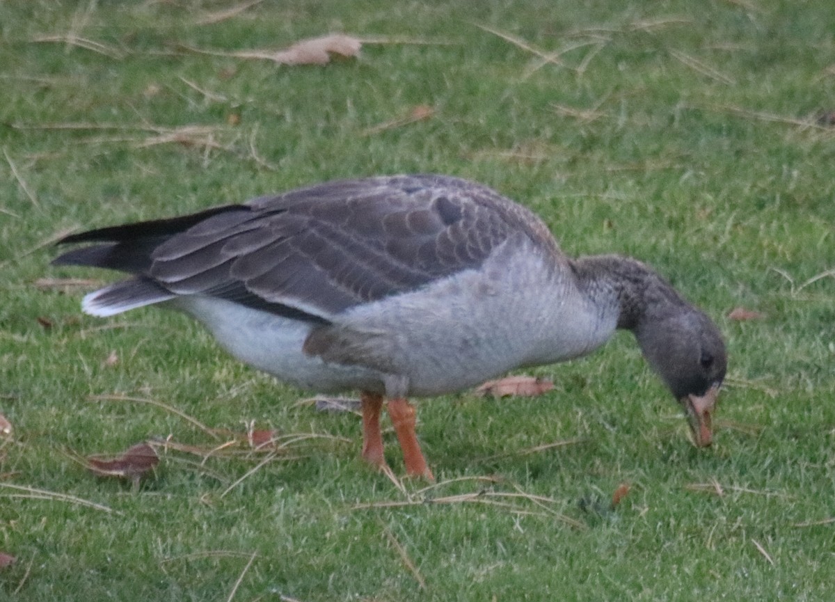 Greater White-fronted Goose - ML283095411