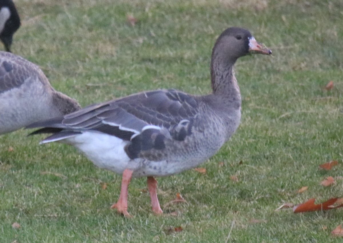 Greater White-fronted Goose - ML283095431