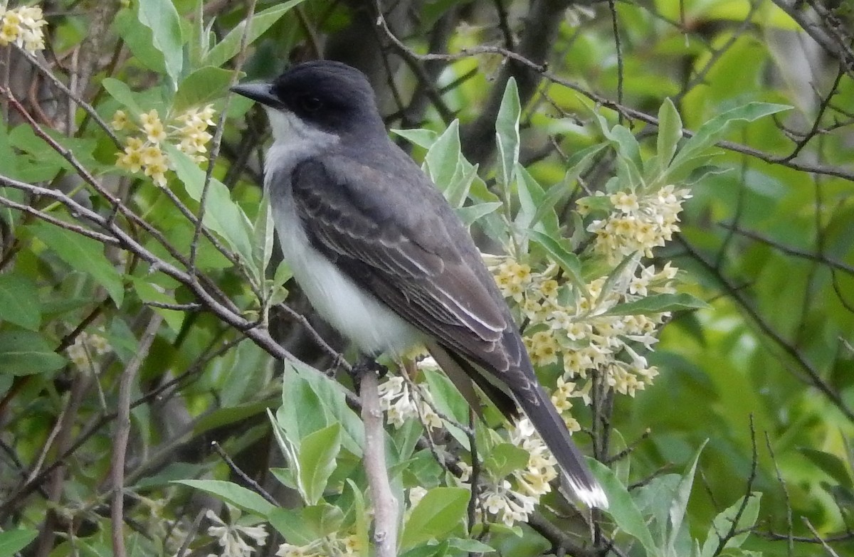 Eastern Kingbird - ML283095441