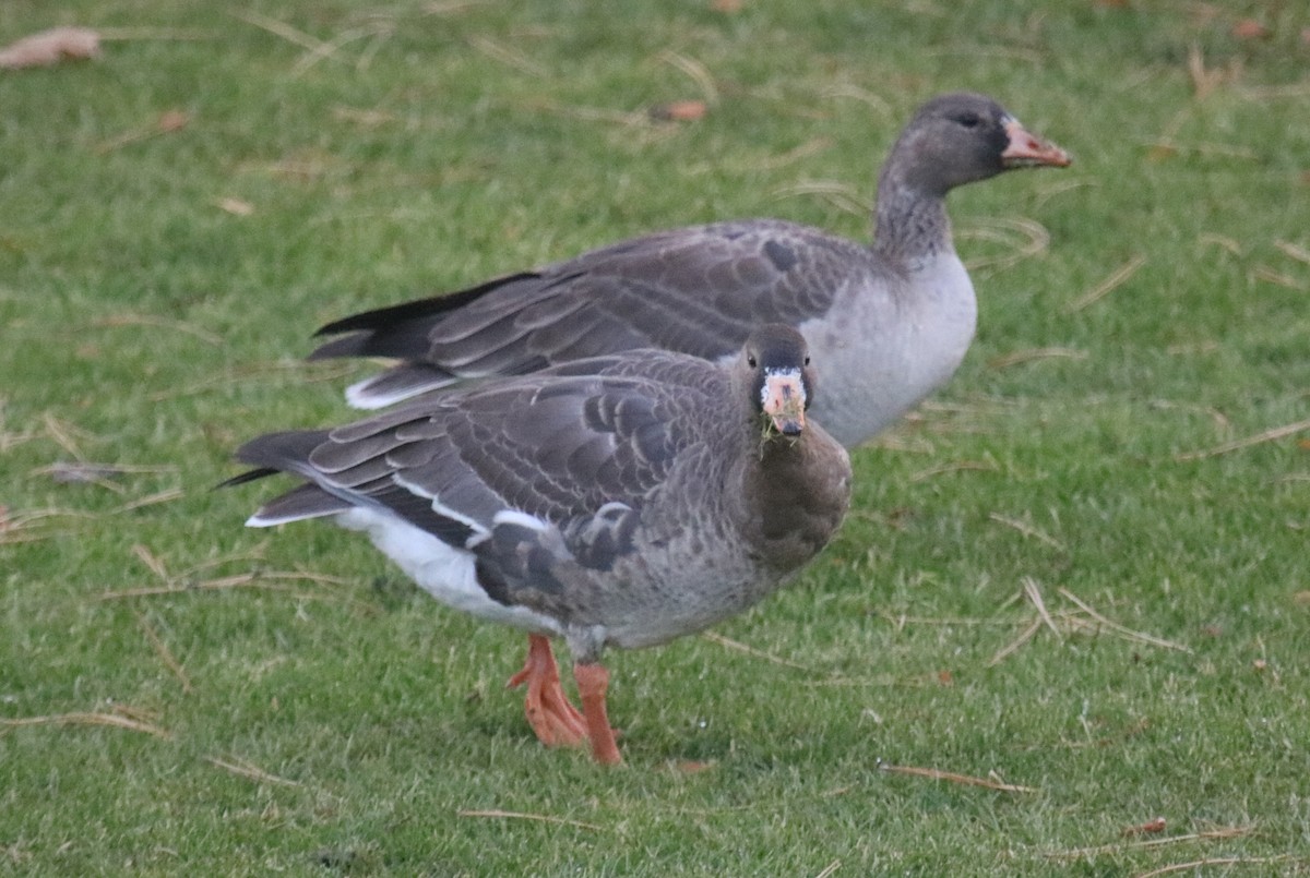 Greater White-fronted Goose - ML283095461