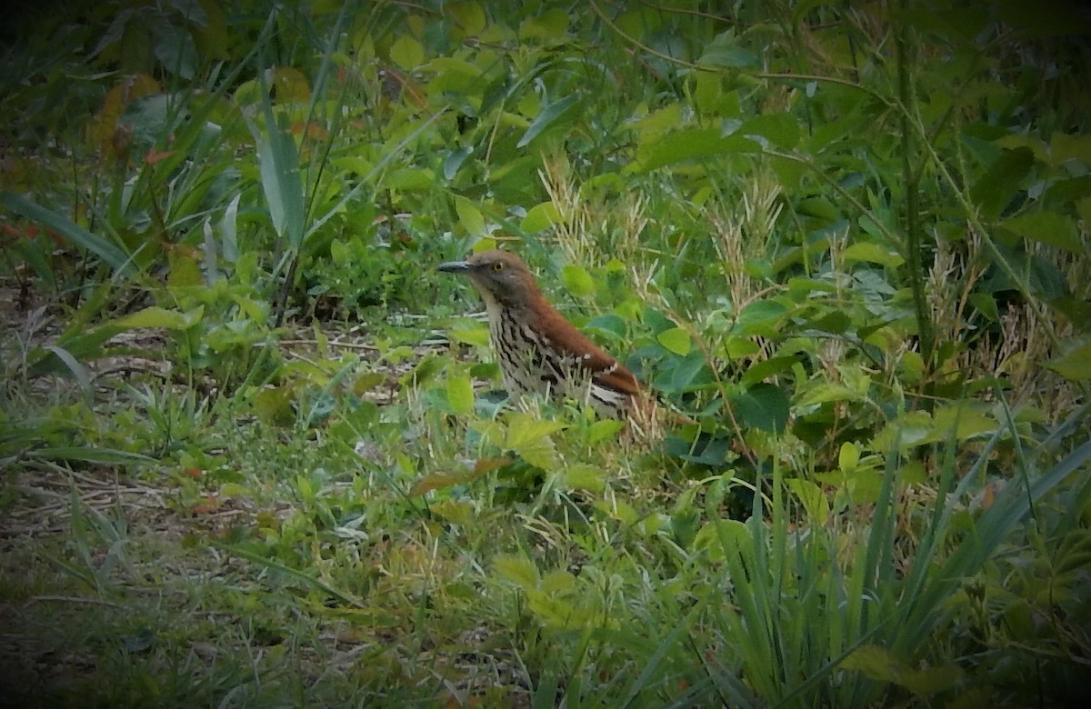 Brown Thrasher - ML283095561