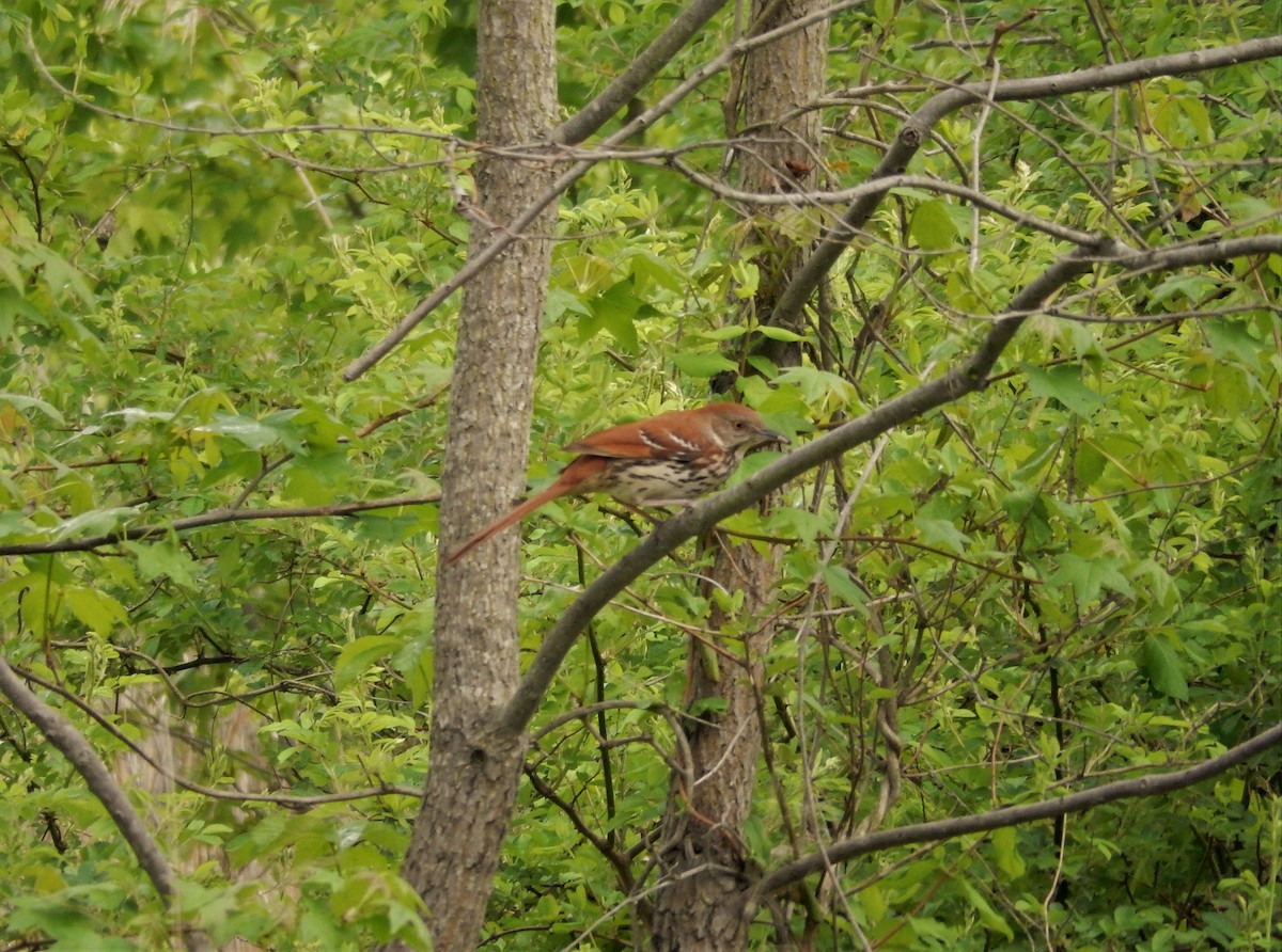 Brown Thrasher - ML283095961