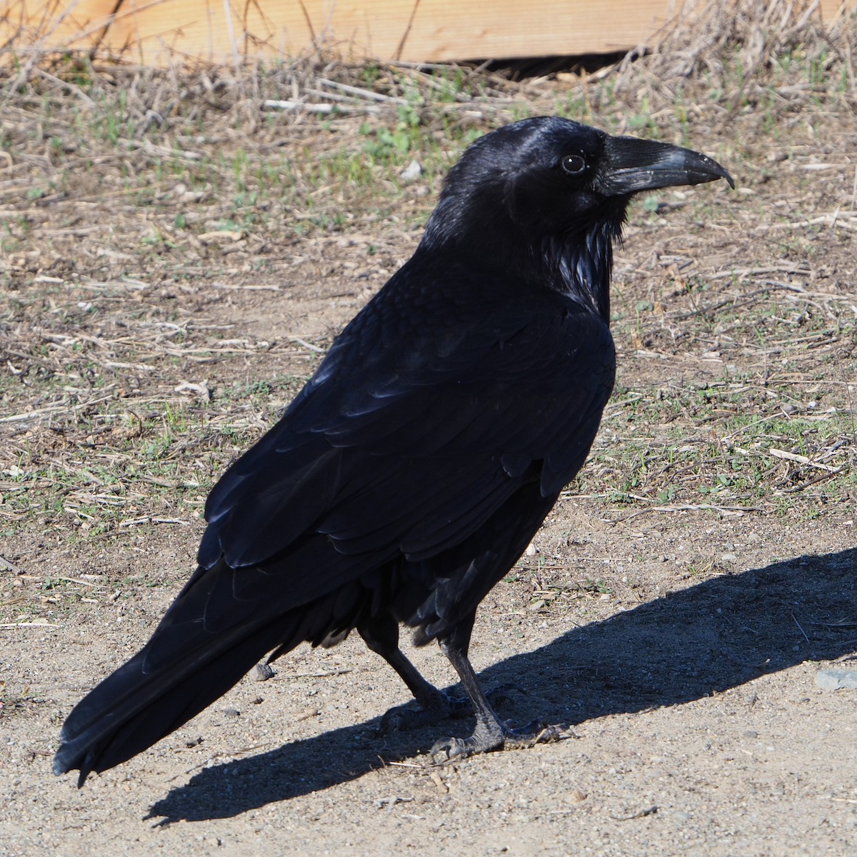 Common Raven - ML283096451