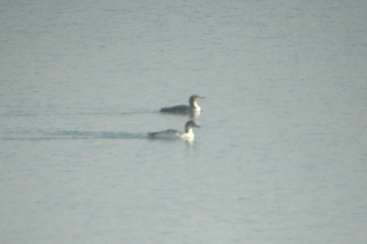 Pacific Loon - Eric Carpenter