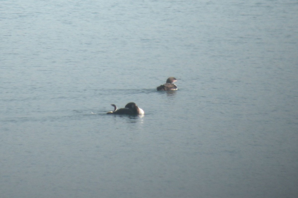 Pacific Loon - Eric Carpenter