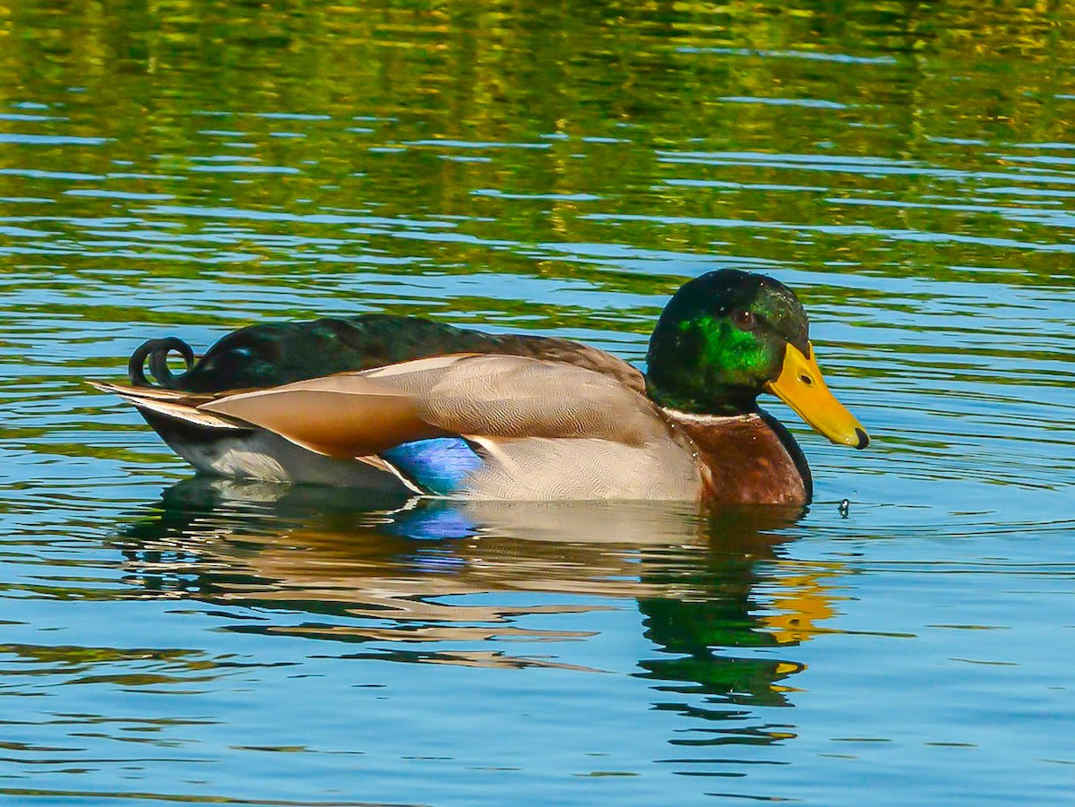 Mallard (Domestic type) - Peter Kemp