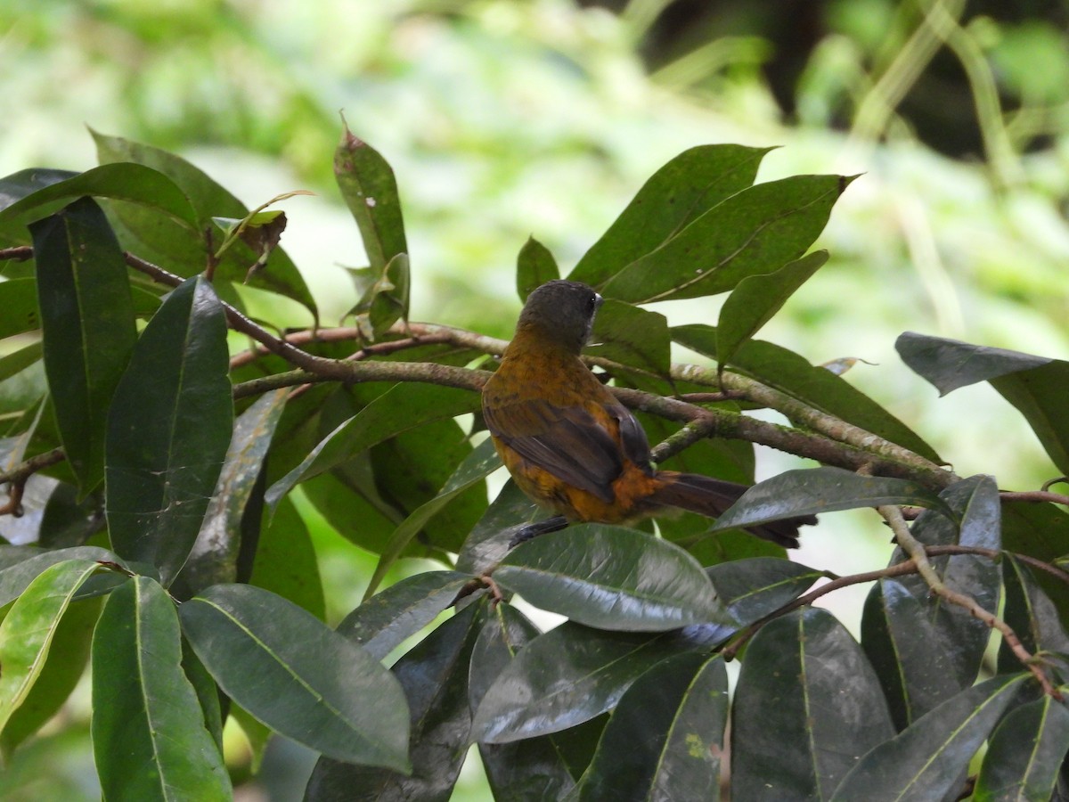 Scarlet-rumped Tanager - ML283098221