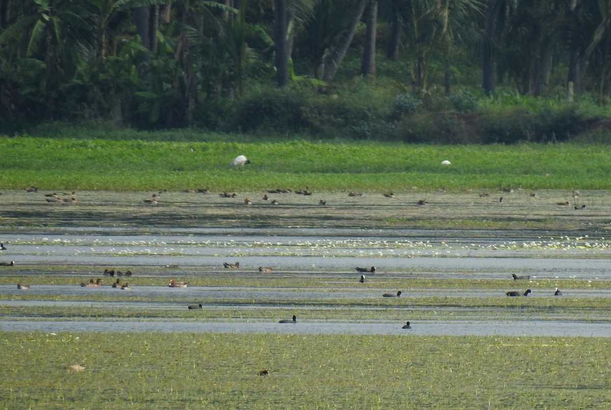 Eurasian Wigeon - ML283098371