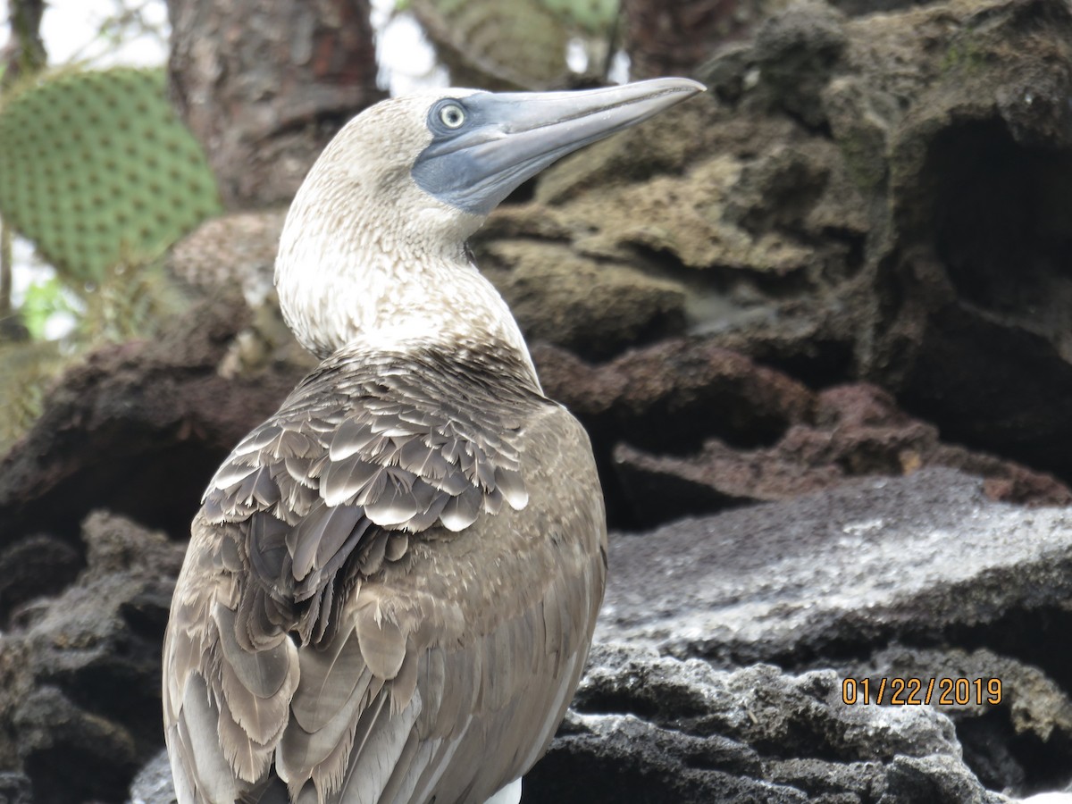 Blue-footed Booby - ML283098501