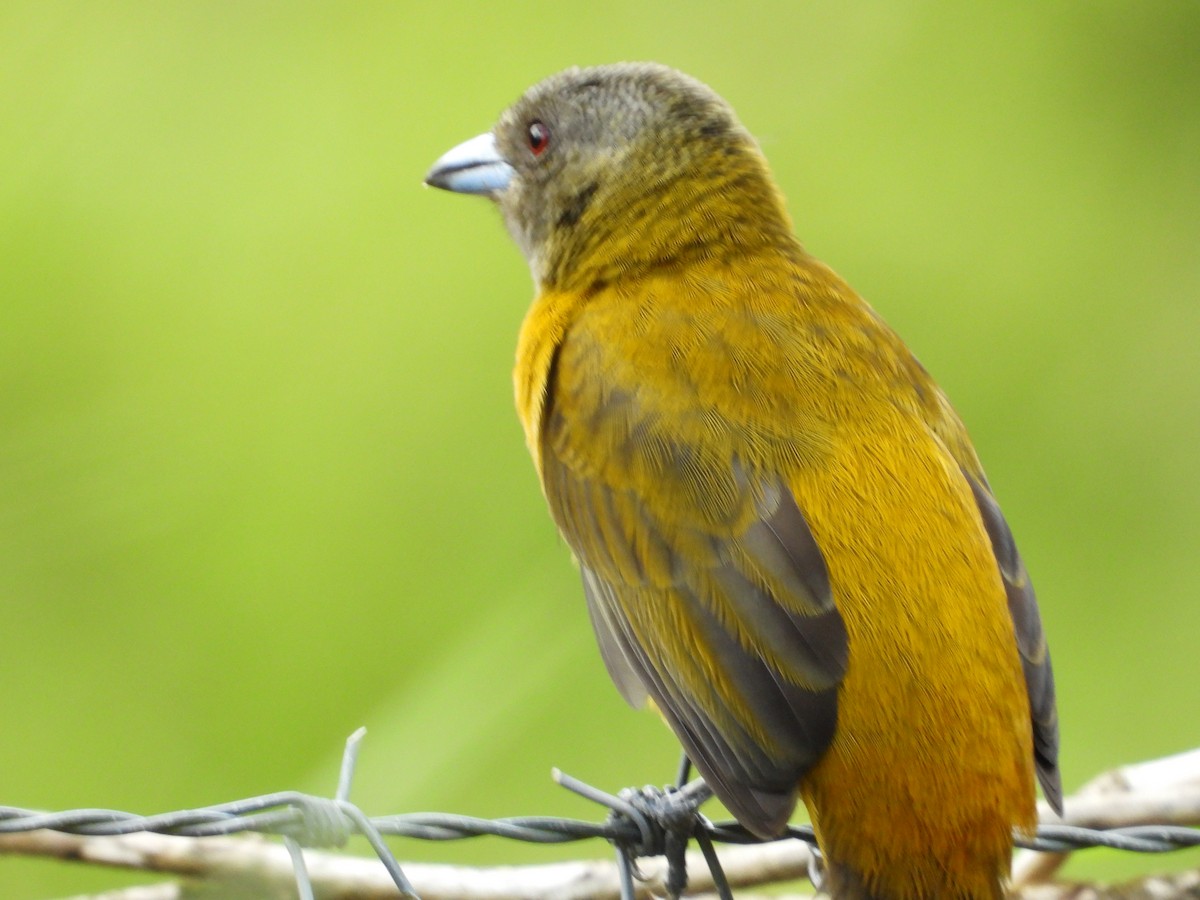 Scarlet-rumped Tanager - ML283098671