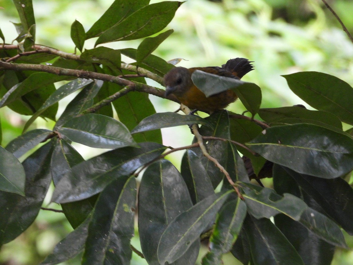 Scarlet-rumped Tanager - ML283098711