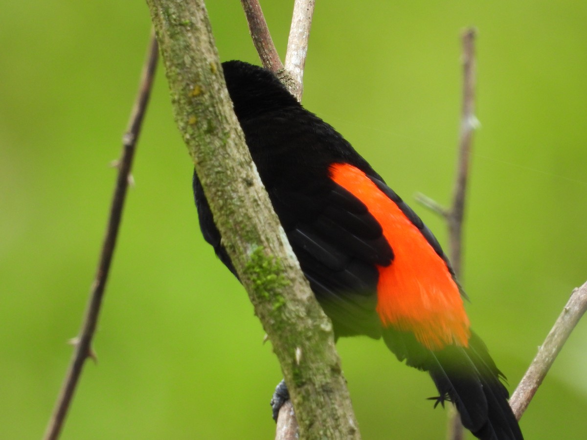 Scarlet-rumped Tanager - ML283098731