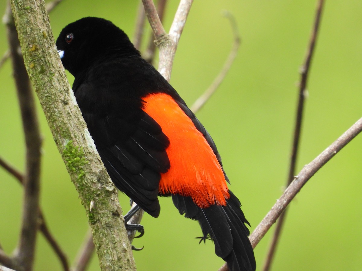 Scarlet-rumped Tanager - ML283098761