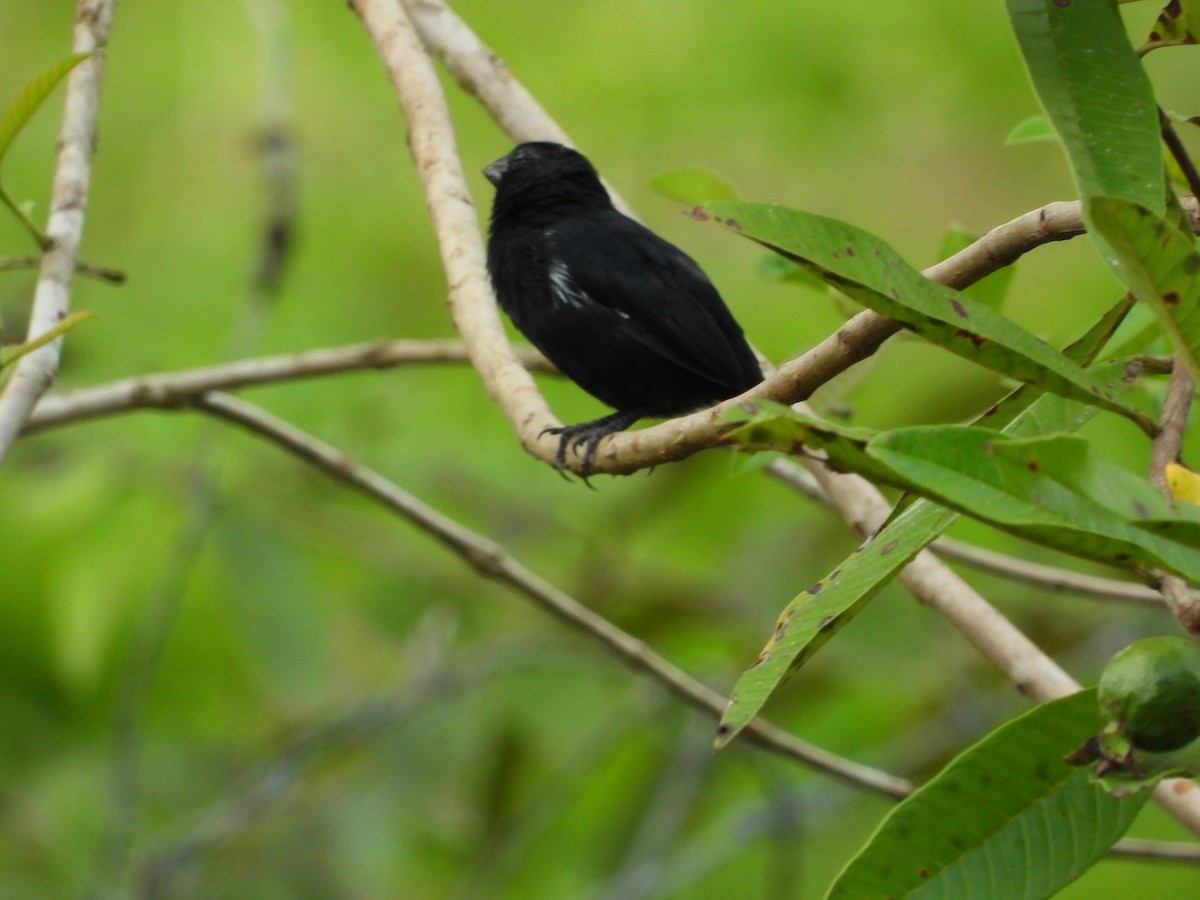 Variable Seedeater - ML283098821