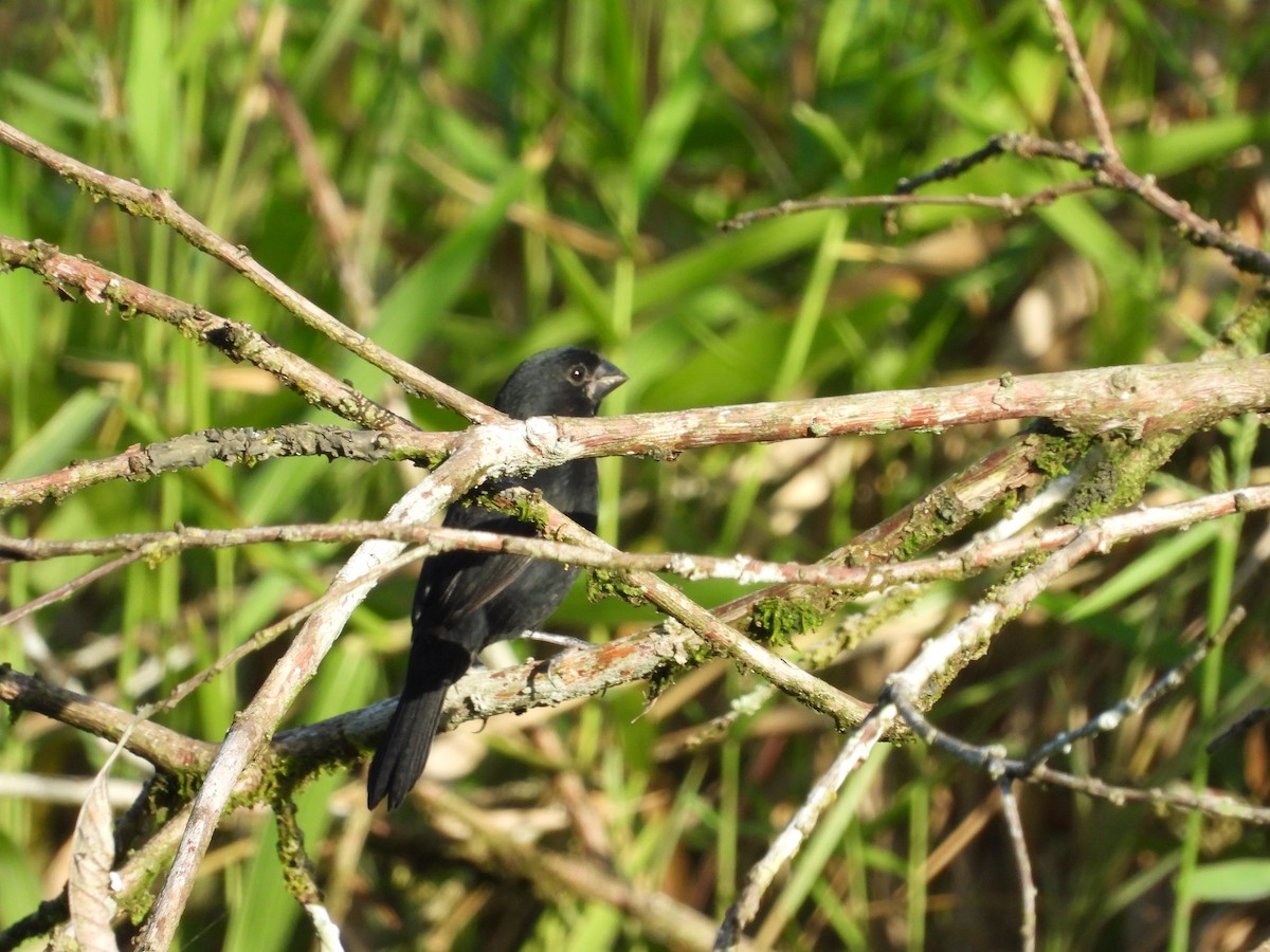 Variable Seedeater - ML283098981