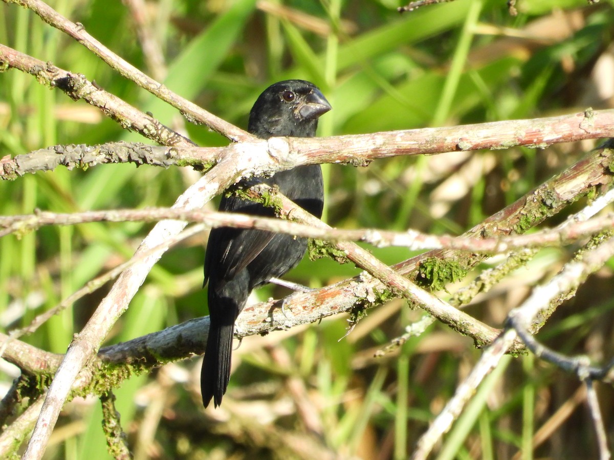 Variable Seedeater - ML283099001