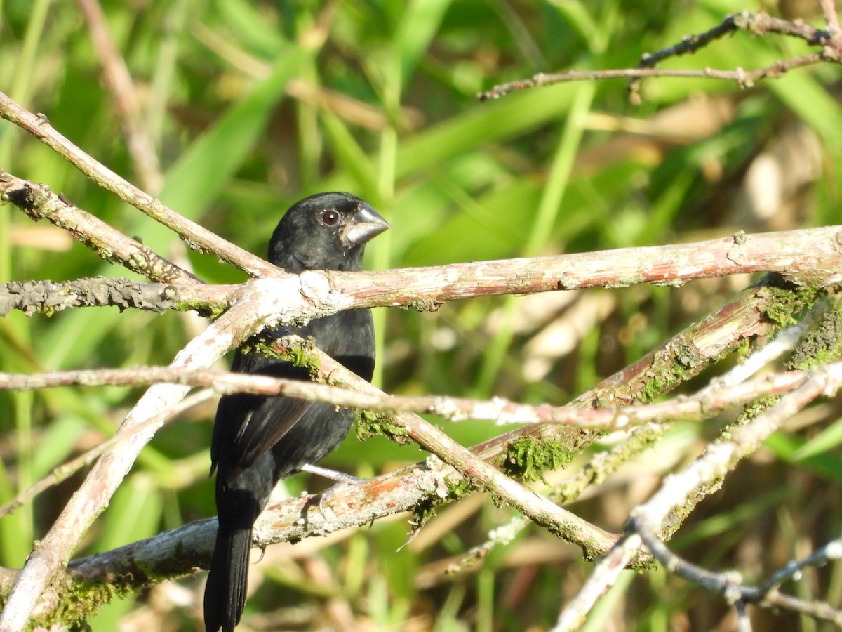 Variable Seedeater - ML283099011