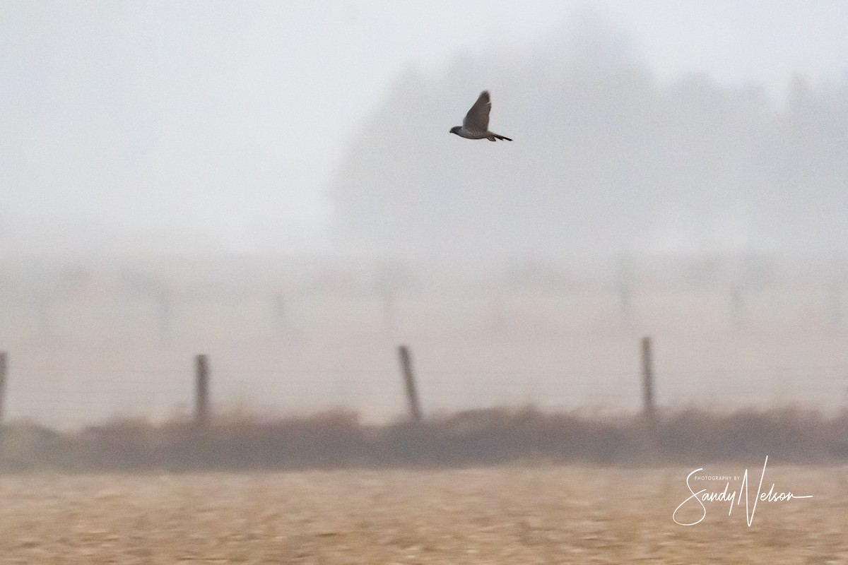 Gyrfalcon - Sandra Nelson