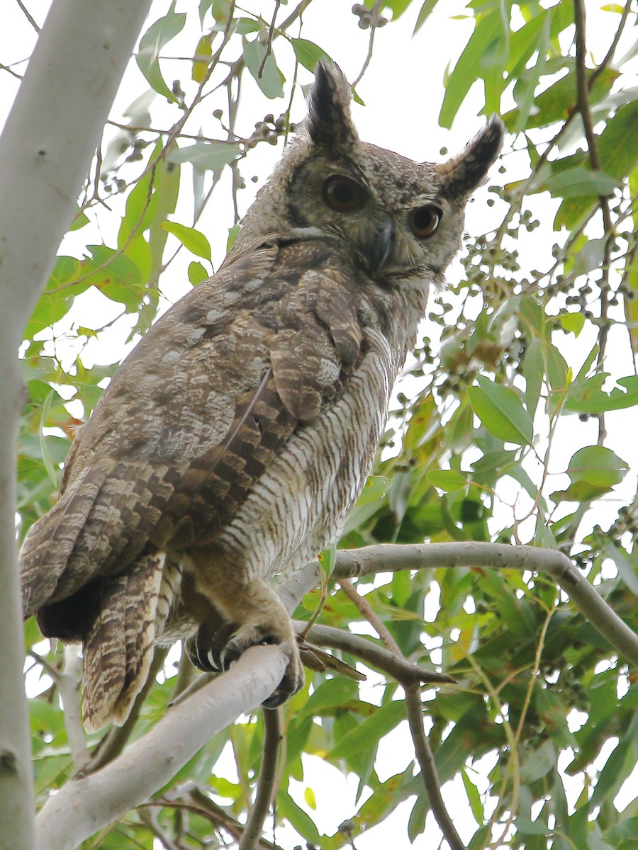 Great Horned Owl - ML283100191