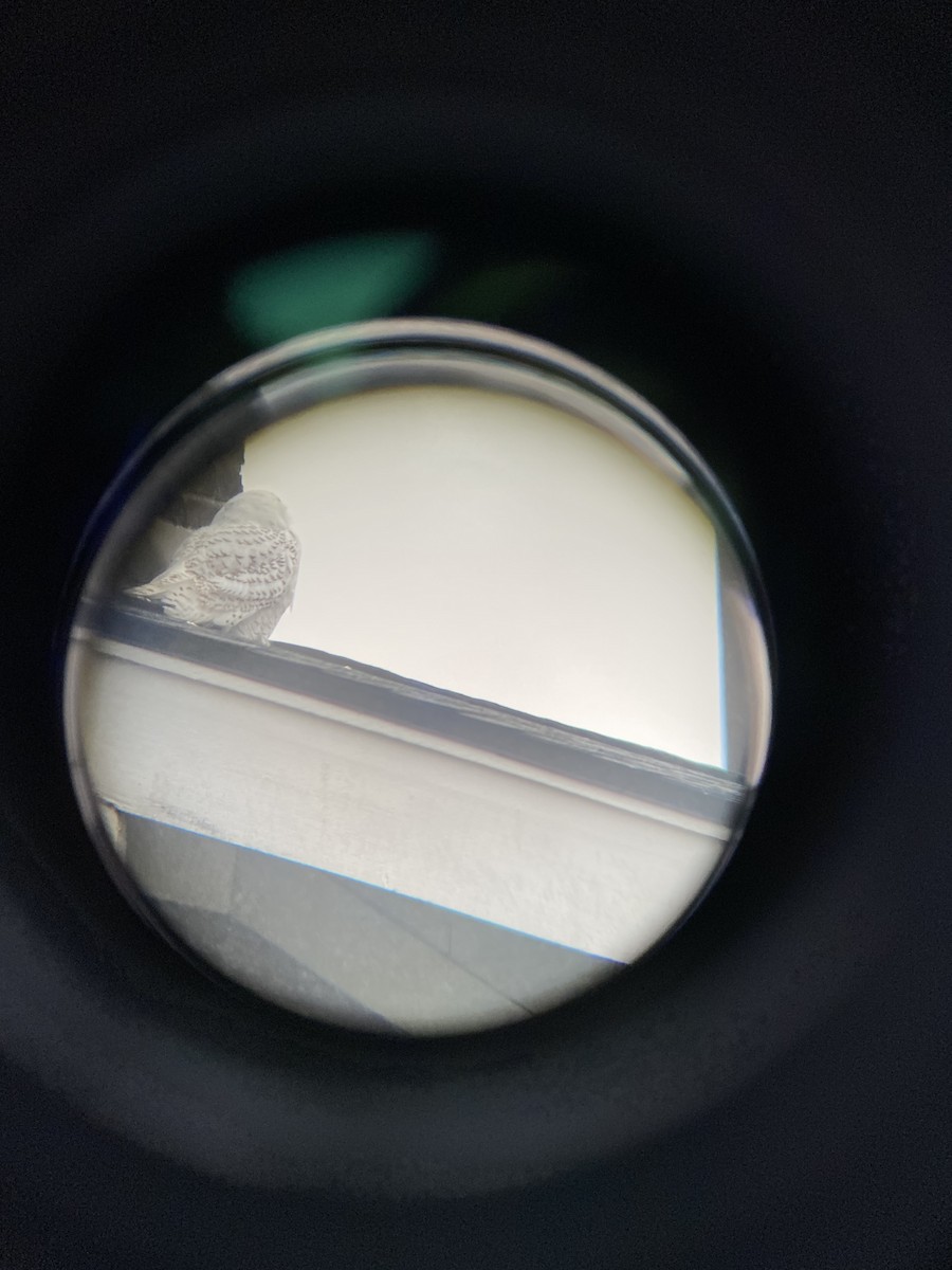 Snowy Owl - ML283102161