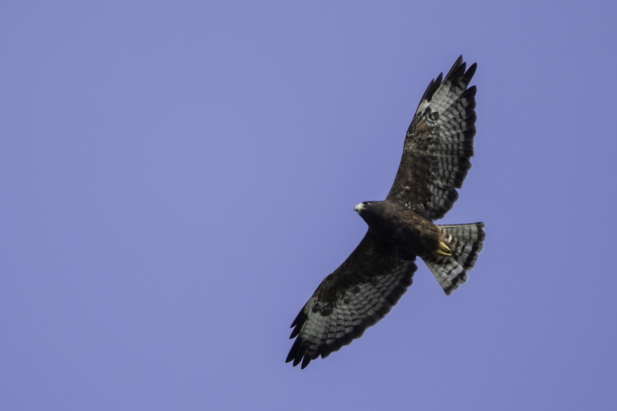Short-tailed Hawk - ML283103081