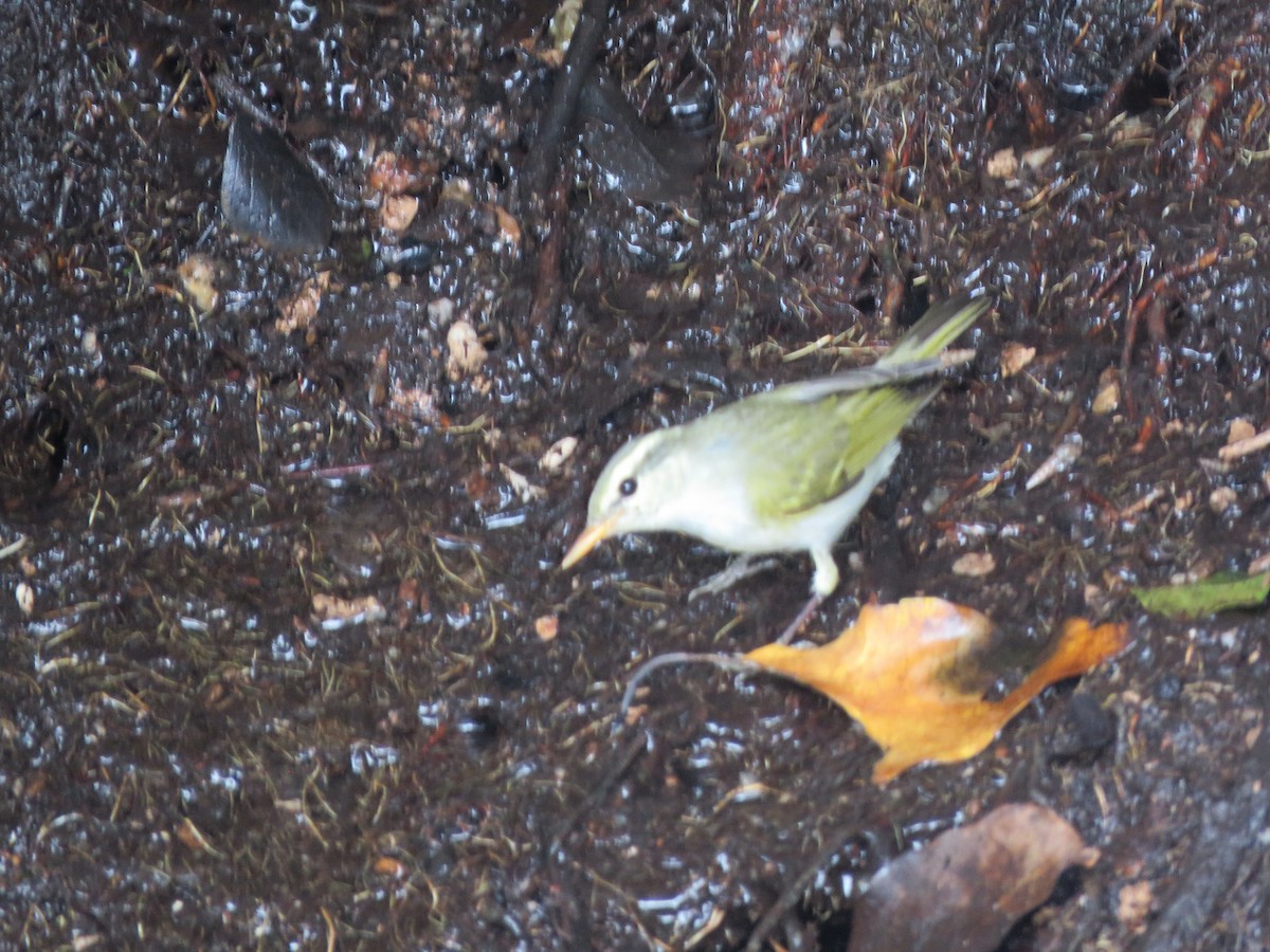 Western Crowned Warbler - ML283103701