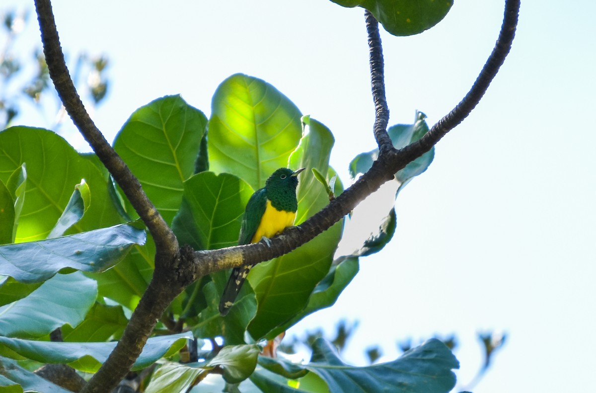 African Emerald Cuckoo - Donavin de Jager