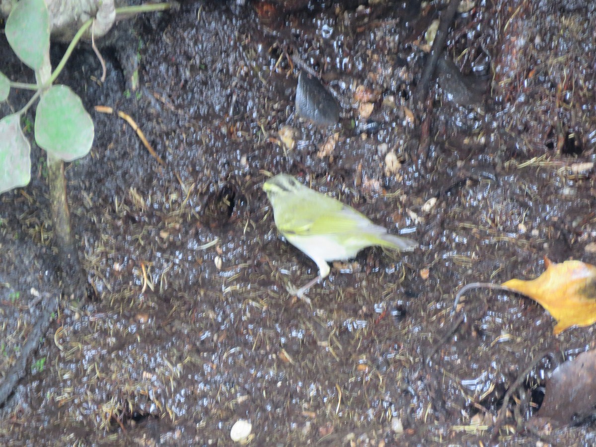 Western Crowned Warbler - ML283106041