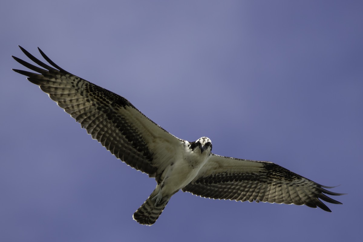 Osprey - ML283107881