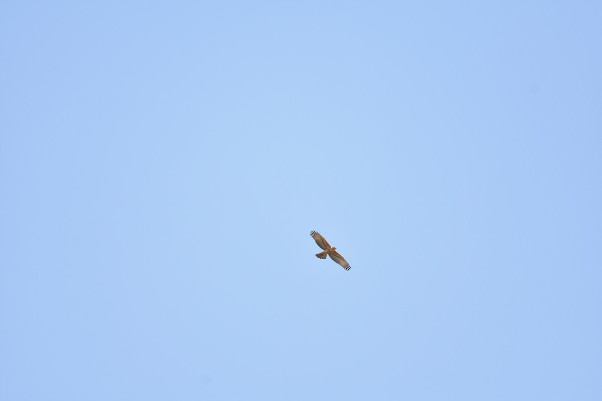 African Hawk-Eagle - Donavin de Jager