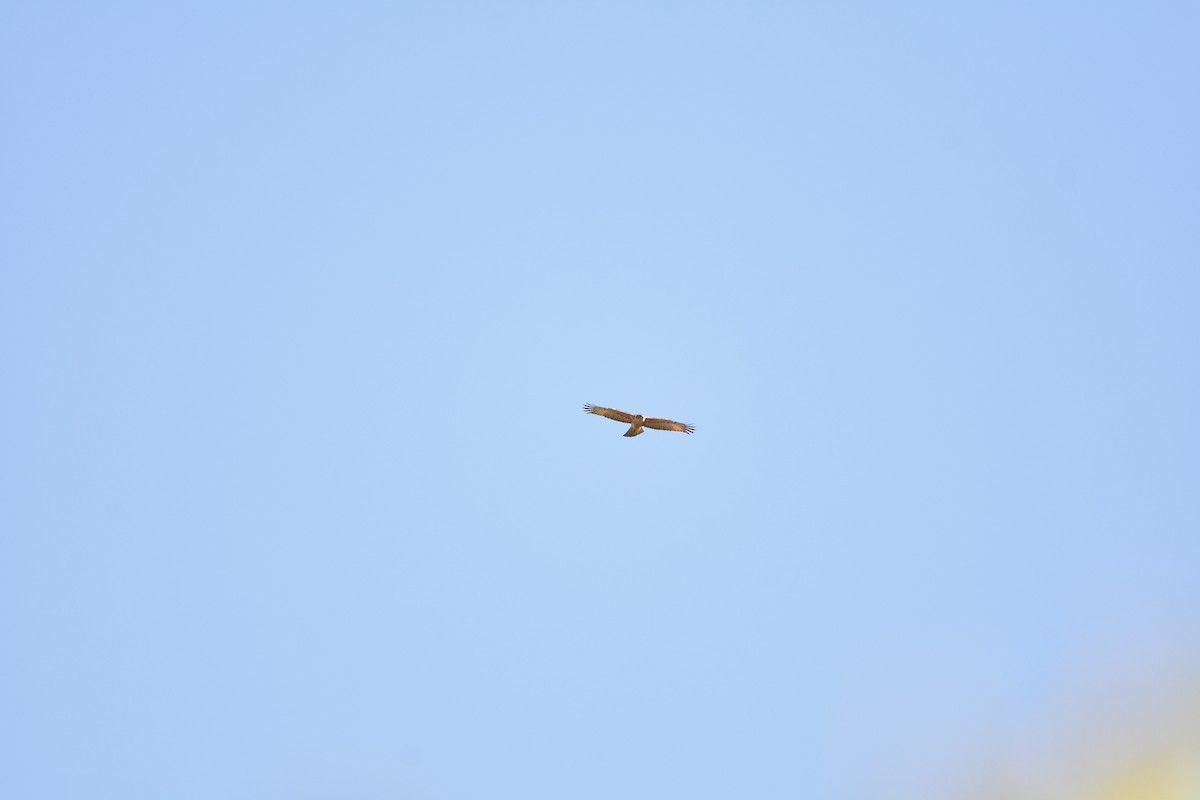 African Hawk-Eagle - Donavin de Jager