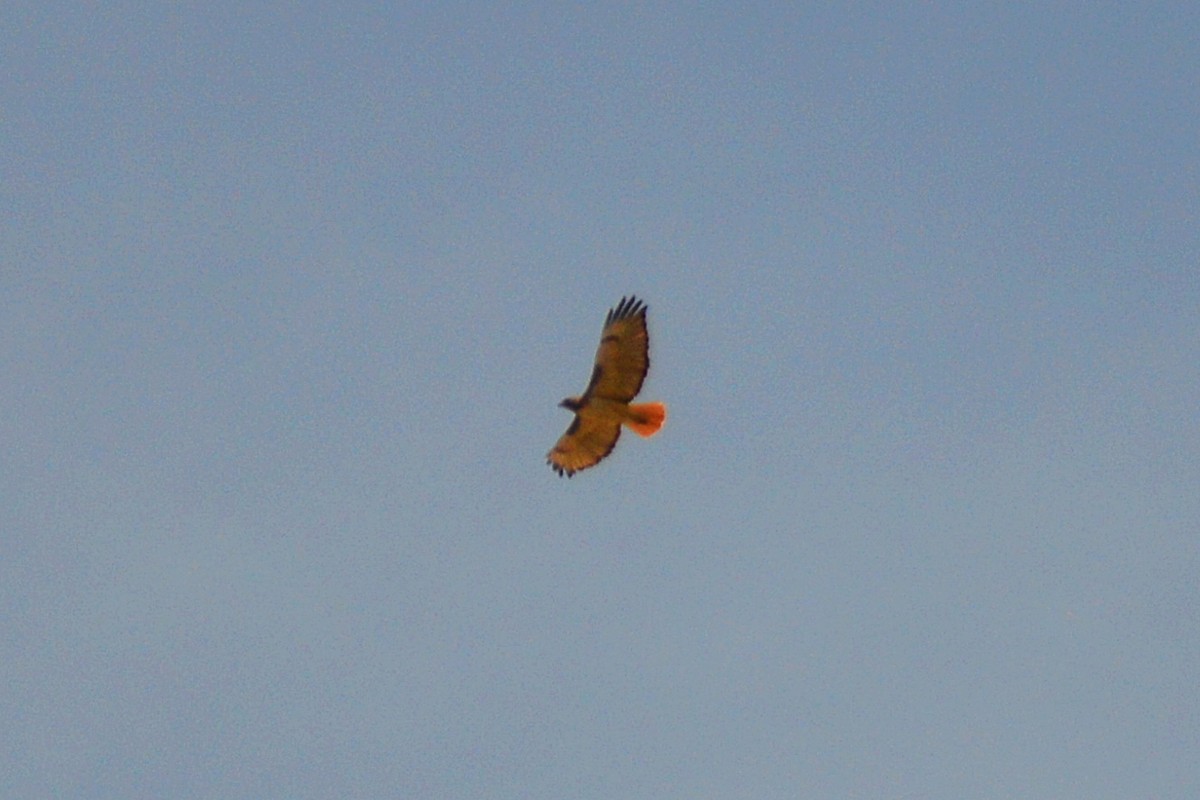 Red-tailed Hawk - ML28310881