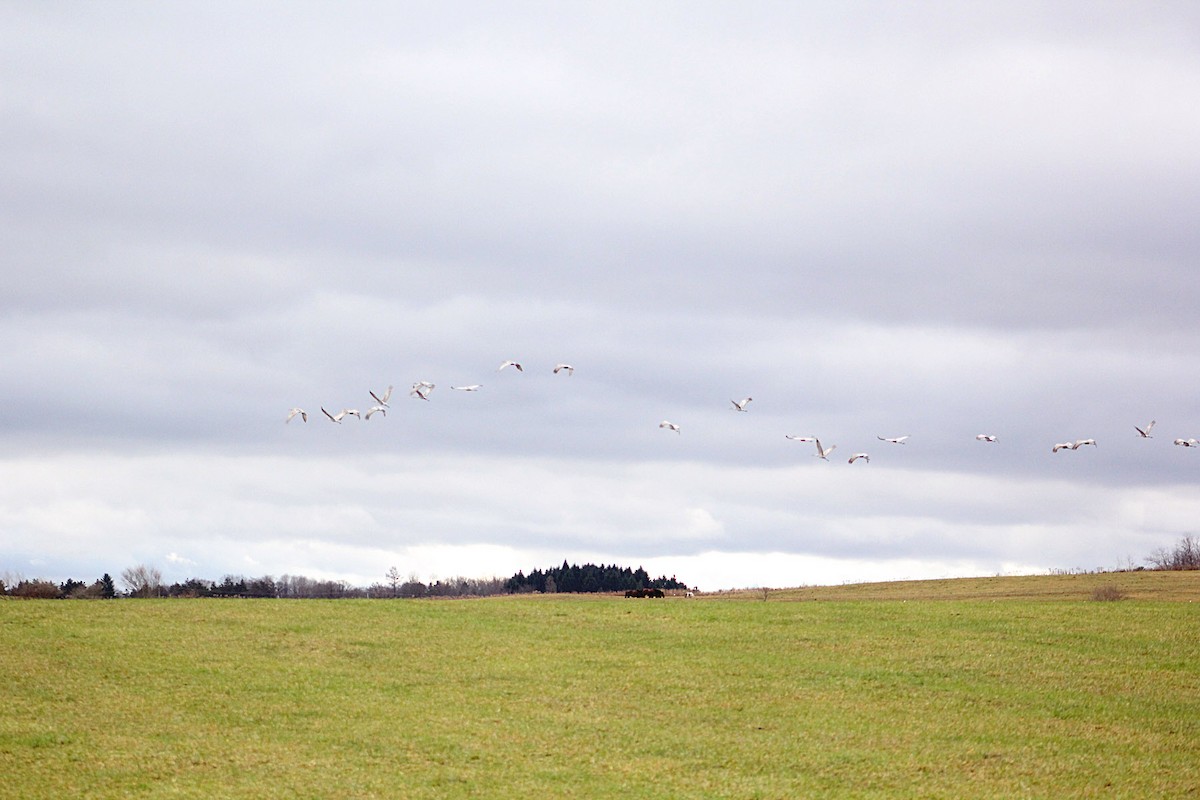 Sandhill Crane - ML283109161