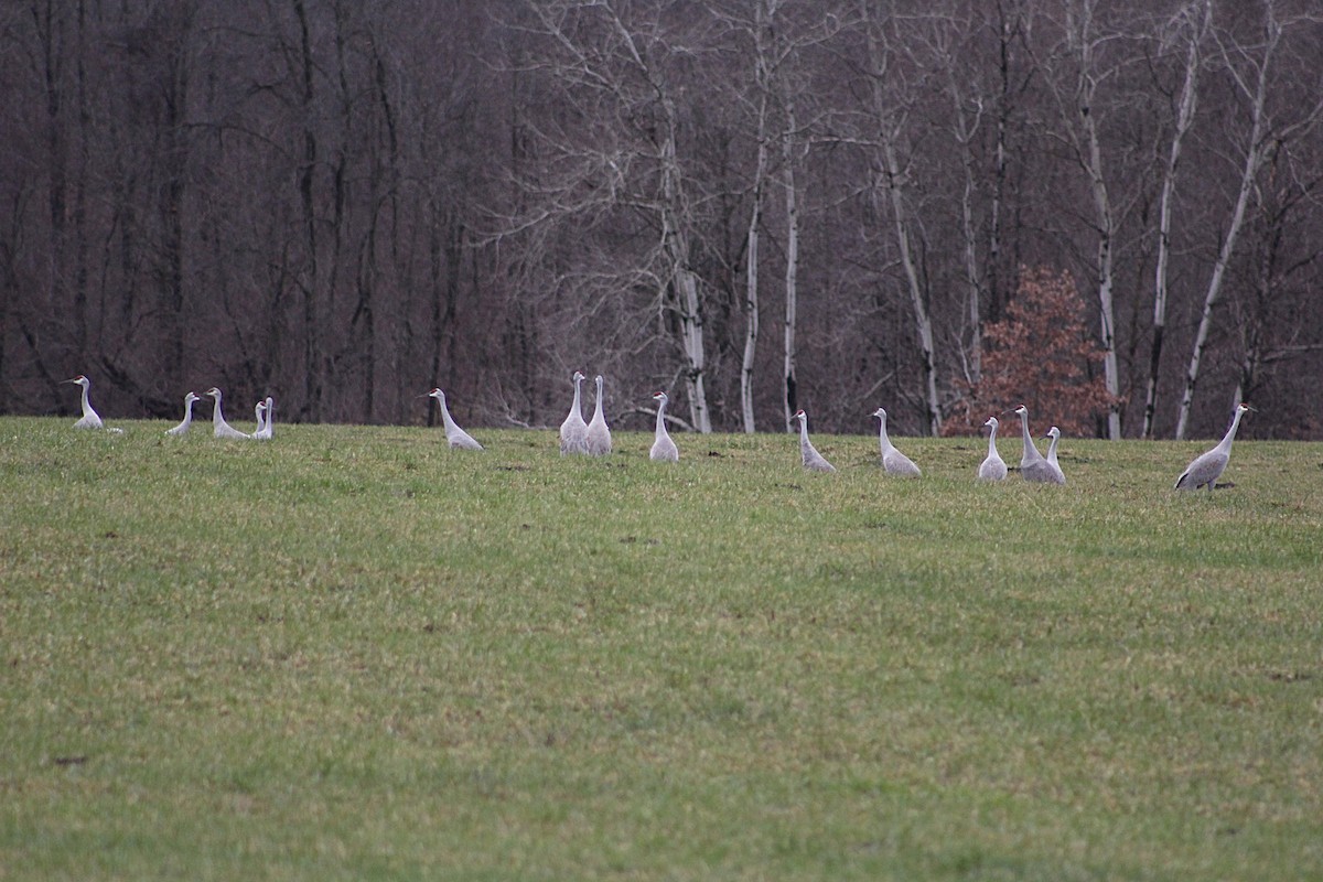 Sandhill Crane - Ryan Tomazin