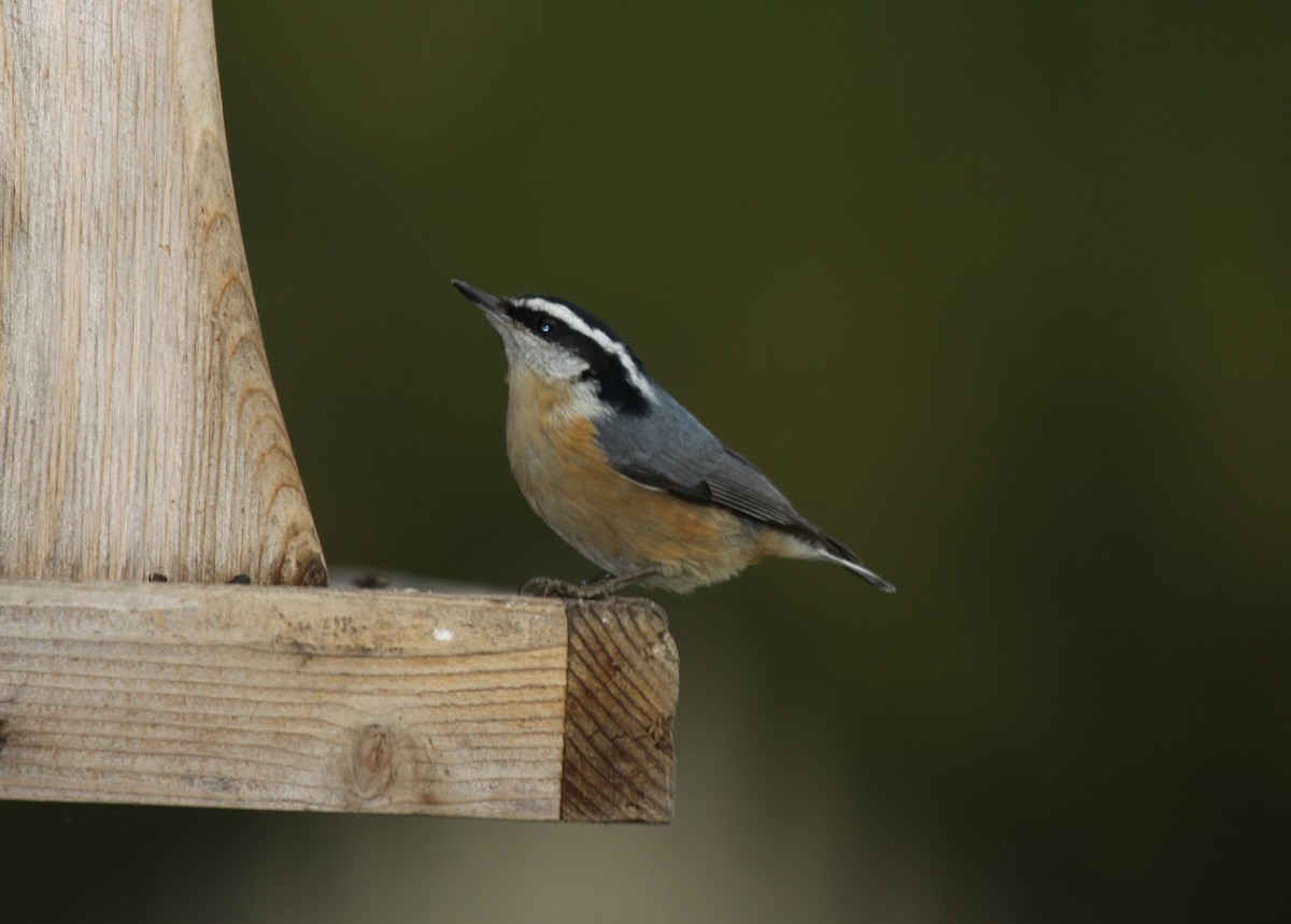 Red-breasted Nuthatch - ML283111261