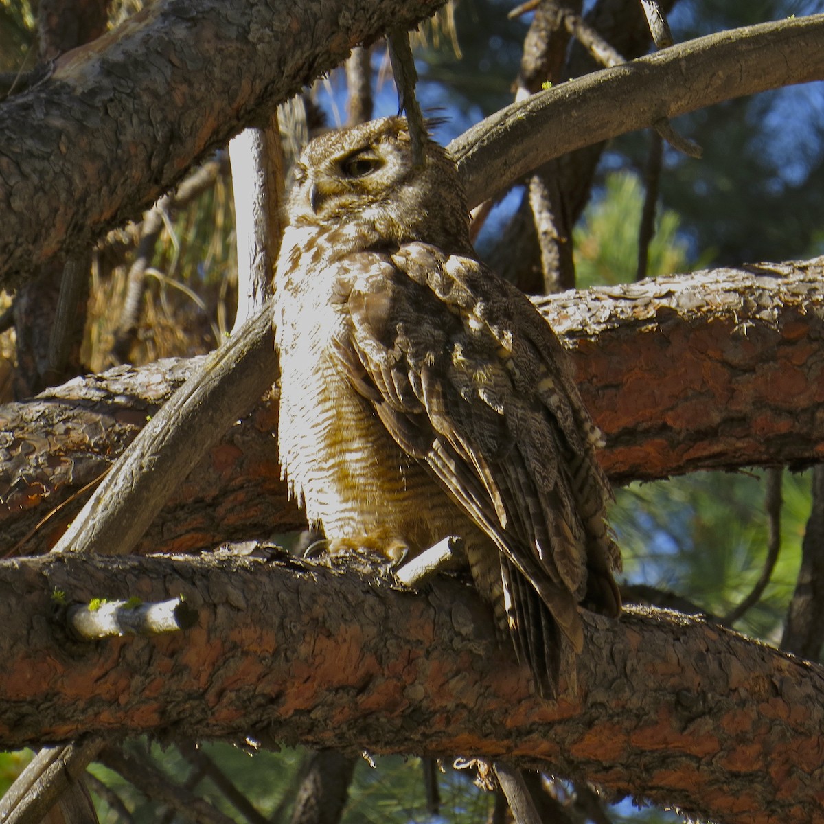 Great Horned Owl - Charlotte Morris