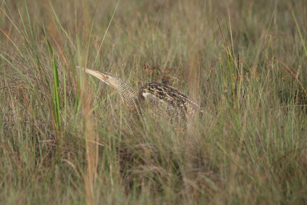 Pinnated Bittern - ML283111751