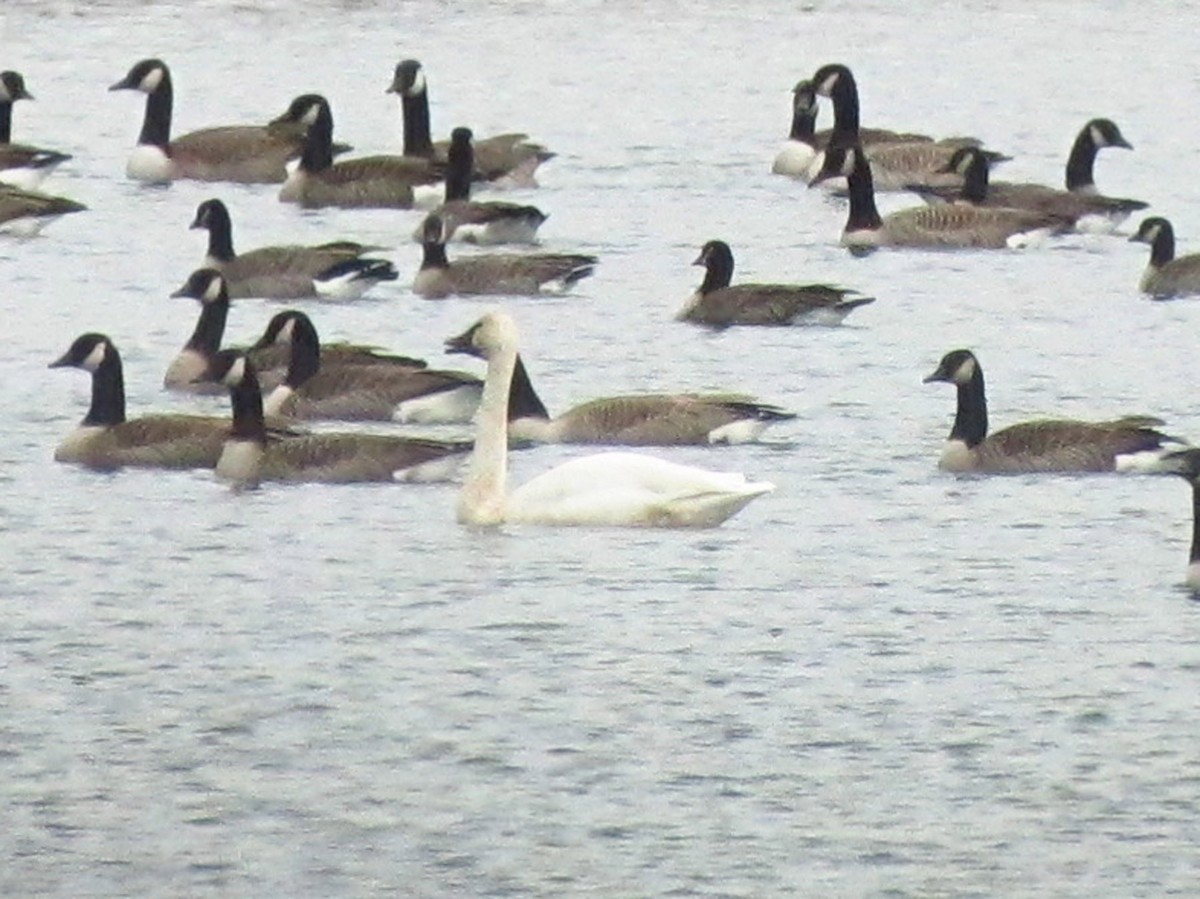 Tundra Swan - Ryan Tomazin