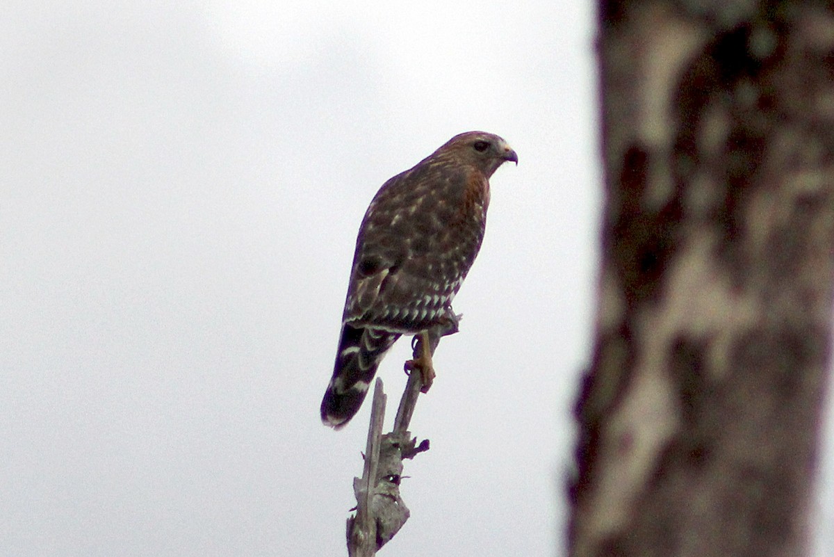 Red-shouldered Hawk - ML283112691