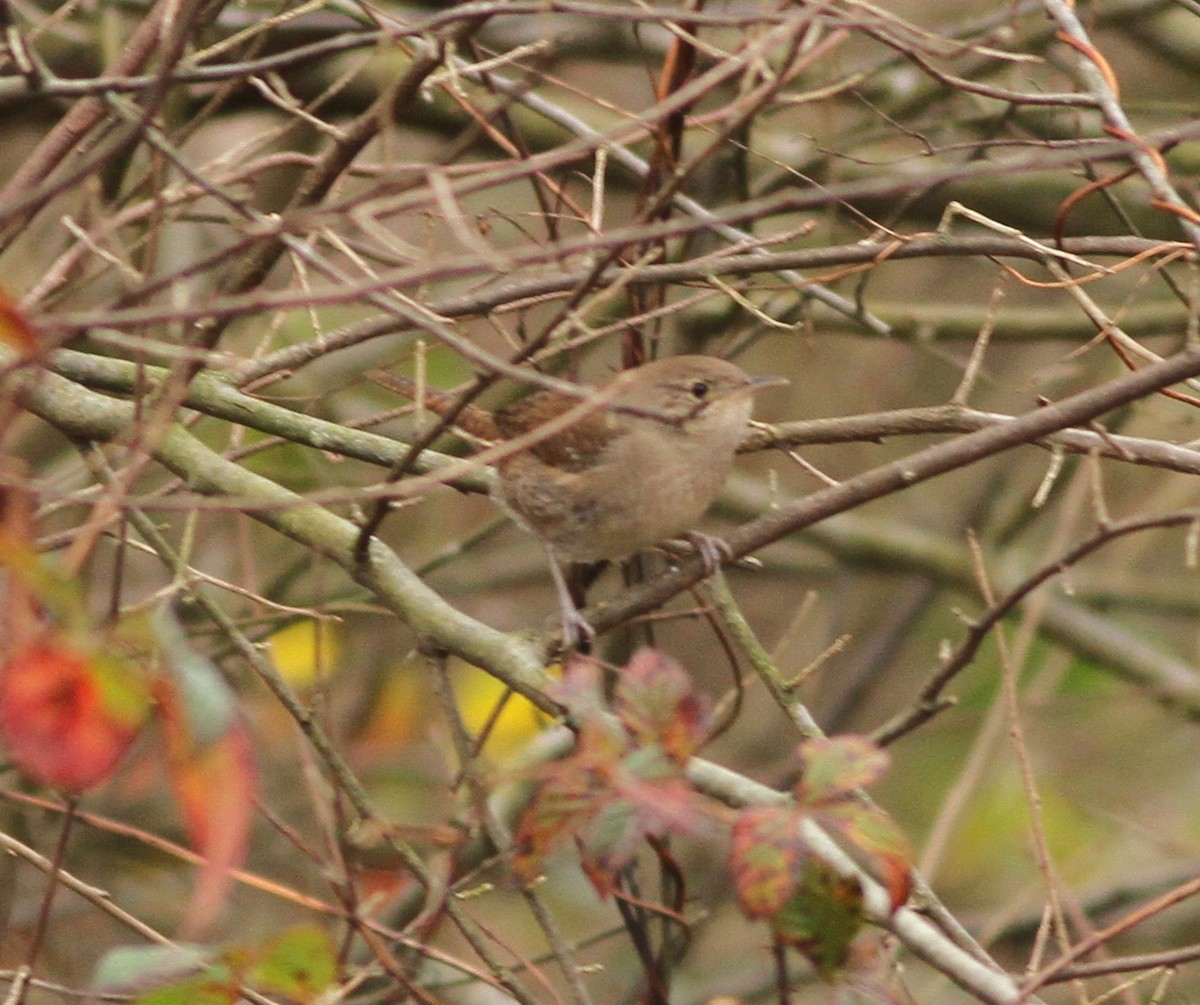 Northern House Wren - ML283113601