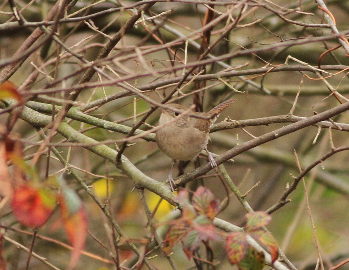 Northern House Wren - ML283113611