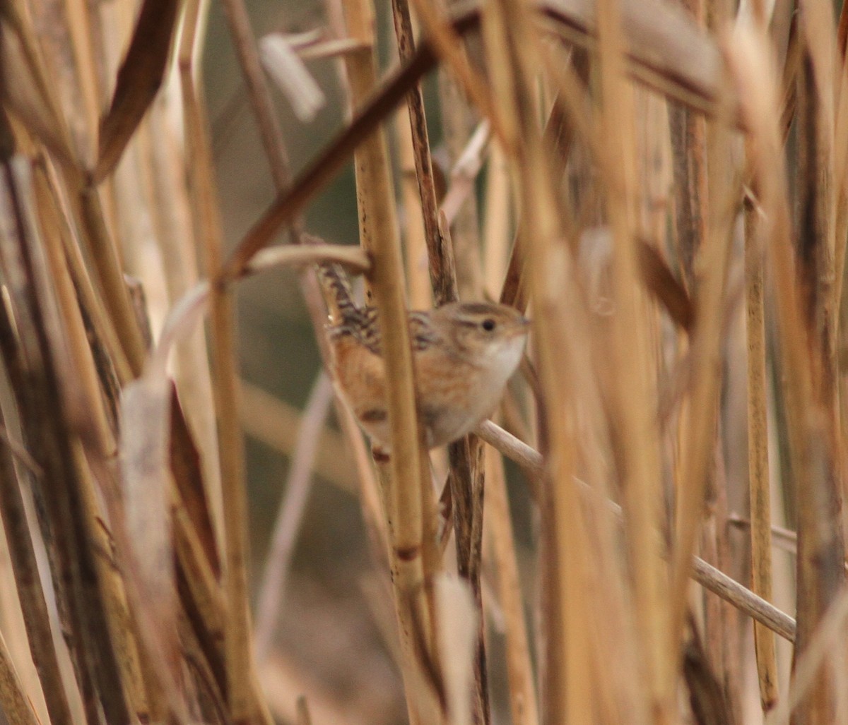 Sedge Wren - ML283113651