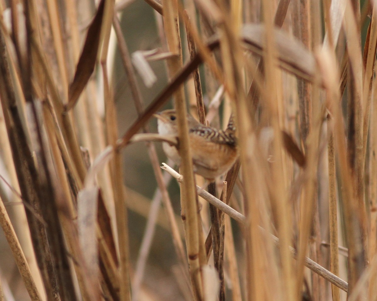 Sedge Wren - ML283113721