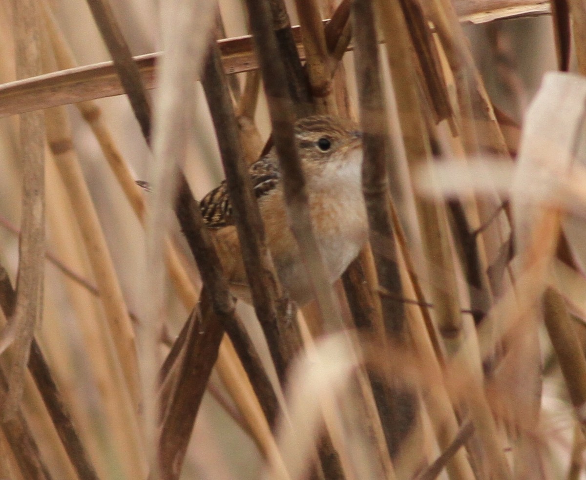 Sedge Wren - ML283113731