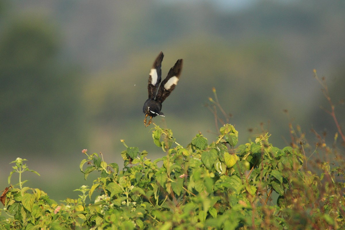 Great Myna - Praveen  Kumar